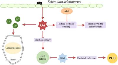 Recent advances in virulence of a broad host range plant pathogen Sclerotinia sclerotiorum: a mini-review